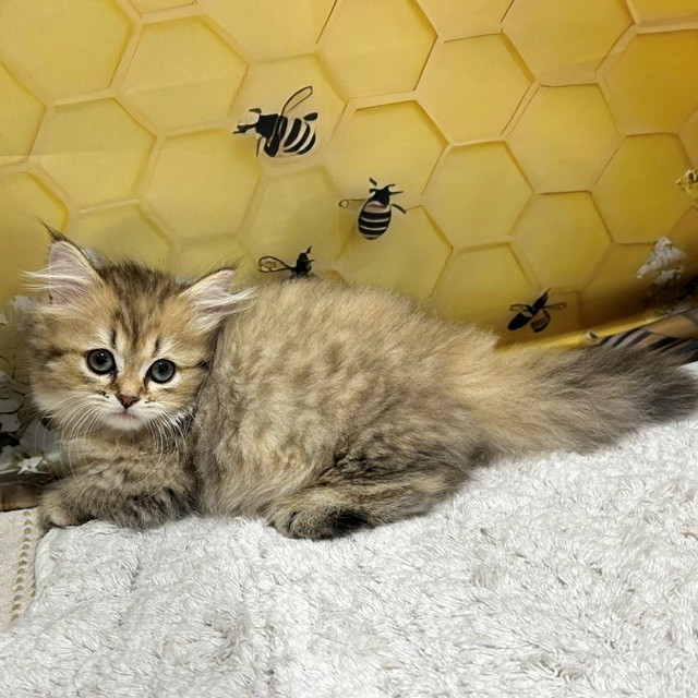 福岡県のマンチカン (犬の家＆猫の里トリアス久山店/2026年5月10日生まれ/女の子/チンチラゴールデン)の子猫の3枚目の画像