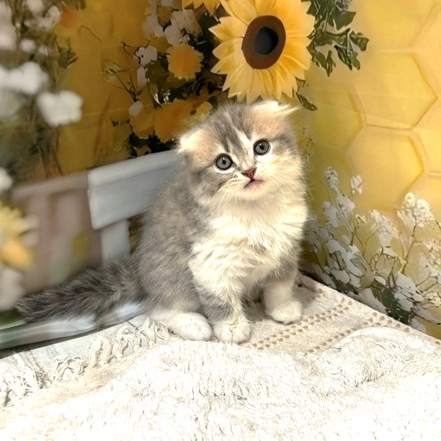 福岡県のスコティッシュフォールド (犬の家＆猫の里トリアス久山店/2026年5月16日生まれ/女の子/ブルーパッチドタビーホワイト)の子猫の1枚目の画像