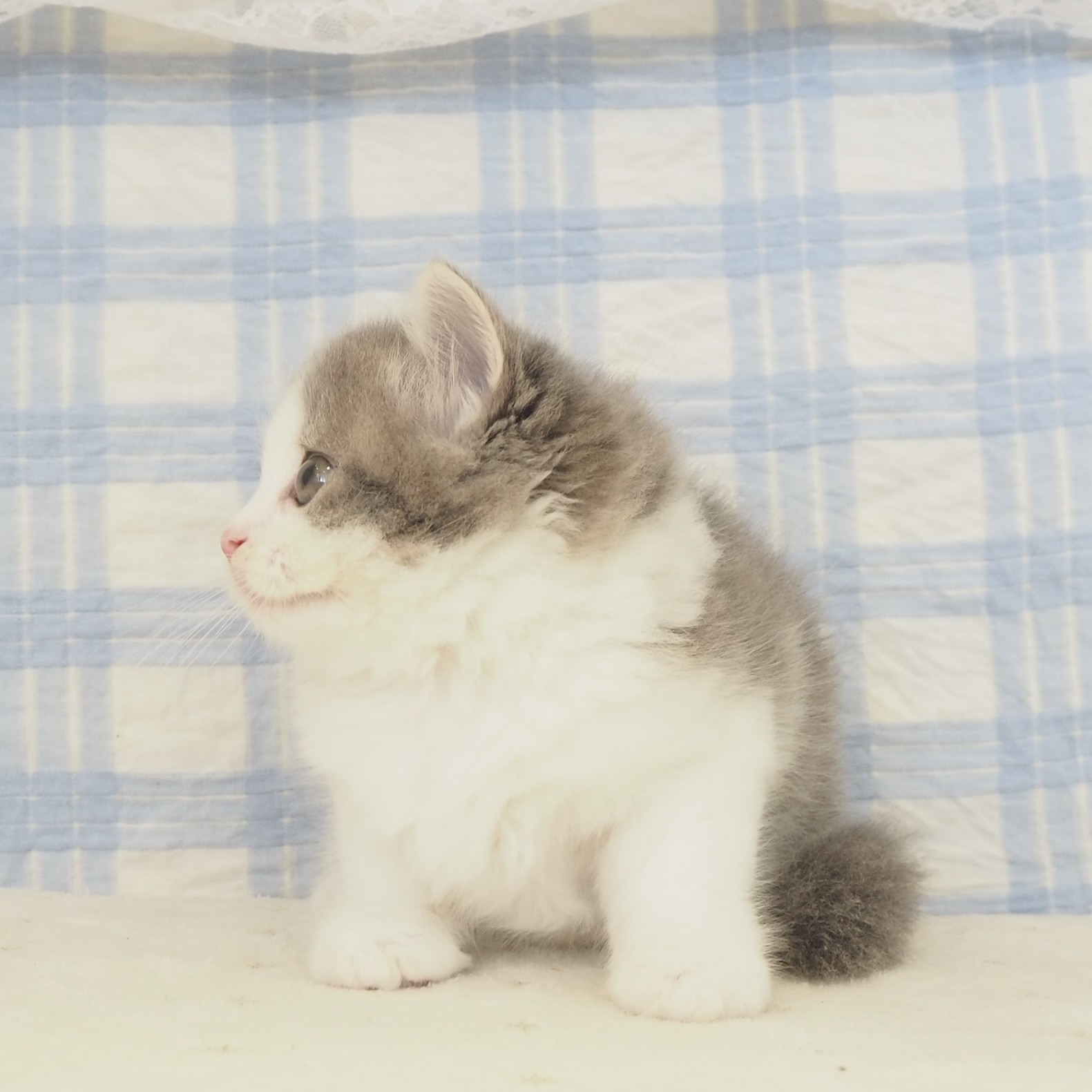 大阪府のスコティッシュストレート (犬の家＆猫の里もりのみやキューズモールBASE店/2026年5月16日生まれ/男の子/ブルータビーホワイト)の子猫の3枚目の画像