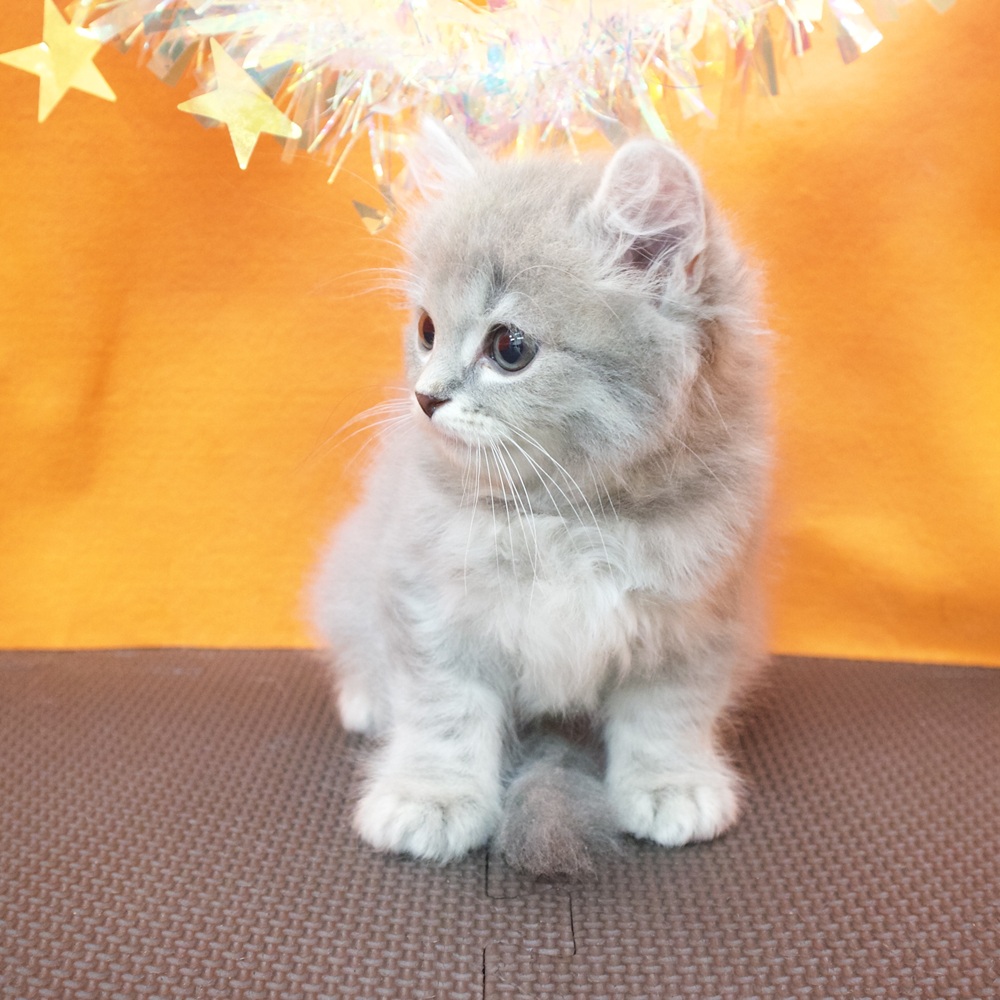 大阪府のスコティッシュストレート (犬の家＆猫の里吹田店/2026年5月10日生まれ/男の子/ブルータビー)の子猫の3枚目の画像