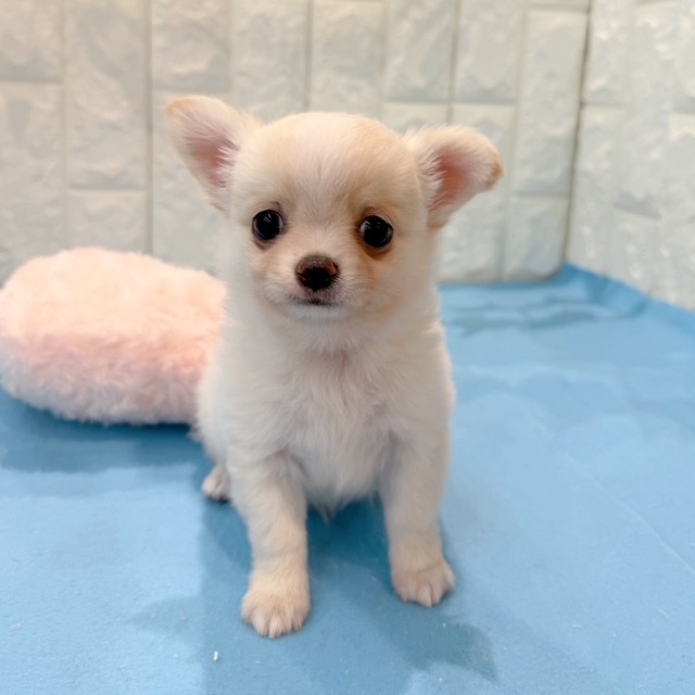 岡山県のチワワ(ロング) (犬の家＆猫の里倉敷店/2026年5月17日生まれ/男の子/クリーム)の子犬の1枚目の画像