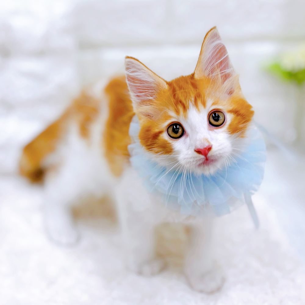 福井県のメインクーン (犬の家＆猫の里アミーゴ福井店/2026年5月12日生まれ/男の子/レッドタビーホワイト)の子猫の3枚目の画像