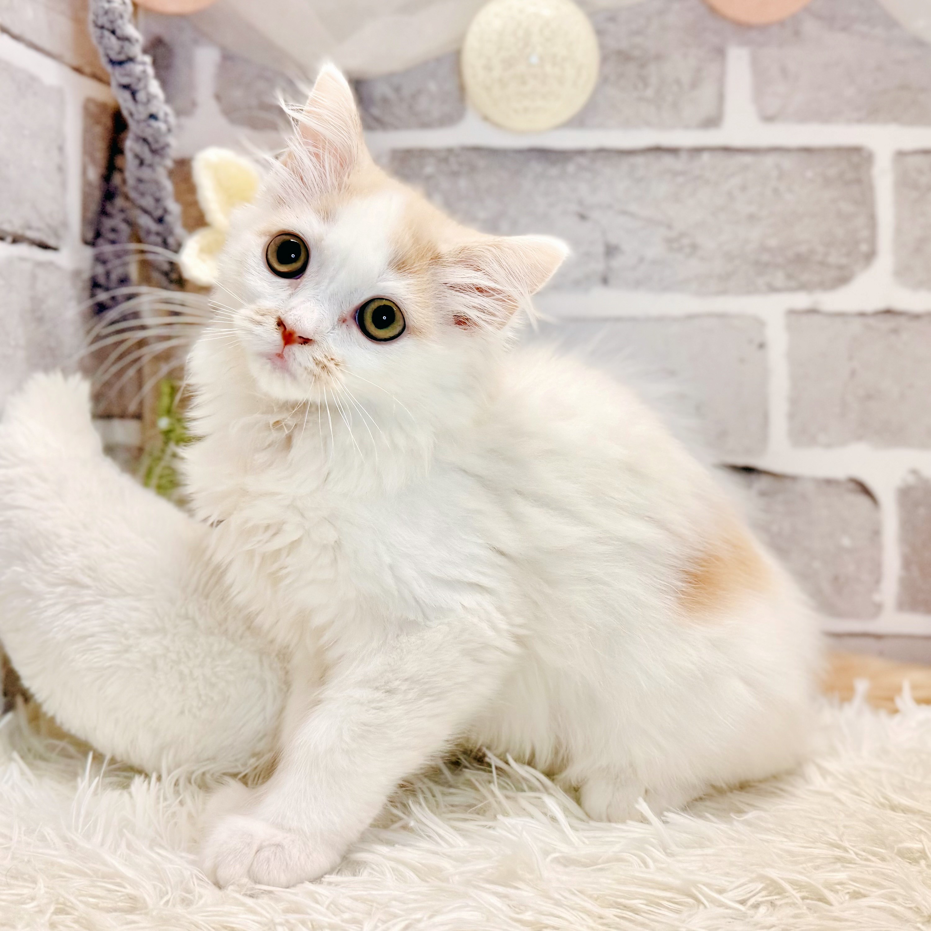 兵庫県のスコティッシュストレート (犬の家＆猫の里神戸店/2026年4月22日生まれ/女の子/クリームタビーホワイトバン)の子猫の1枚目の画像