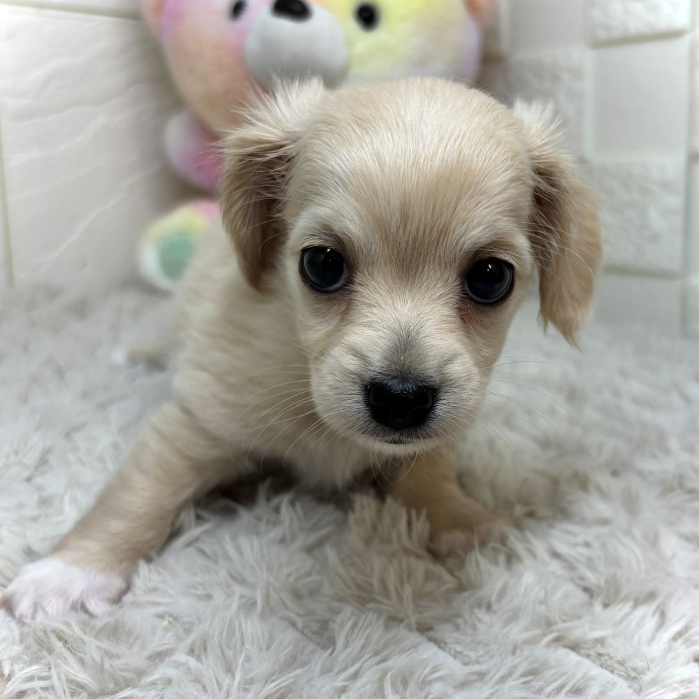 兵庫県のチワックス(チワワ×ダックス) (犬の家＆猫の里ゆめタウン姫路店/2026年5月17日生まれ/女の子/クリーム)の子犬の3枚目の画像