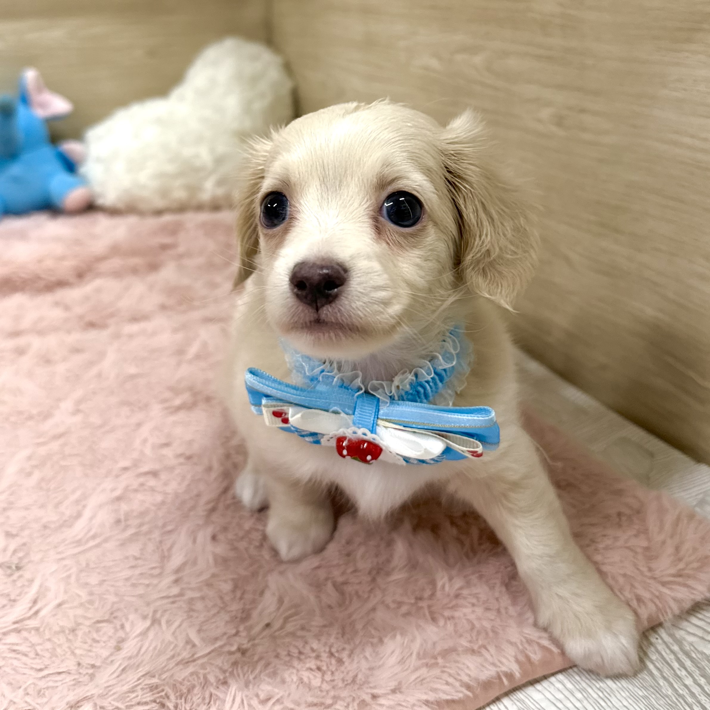 大阪府のチワックス(チワワ×ダックス) (犬の家＆猫の里そよら東岸和田店/2026年5月17日生まれ/男の子/クリーム)の子犬の3枚目の画像