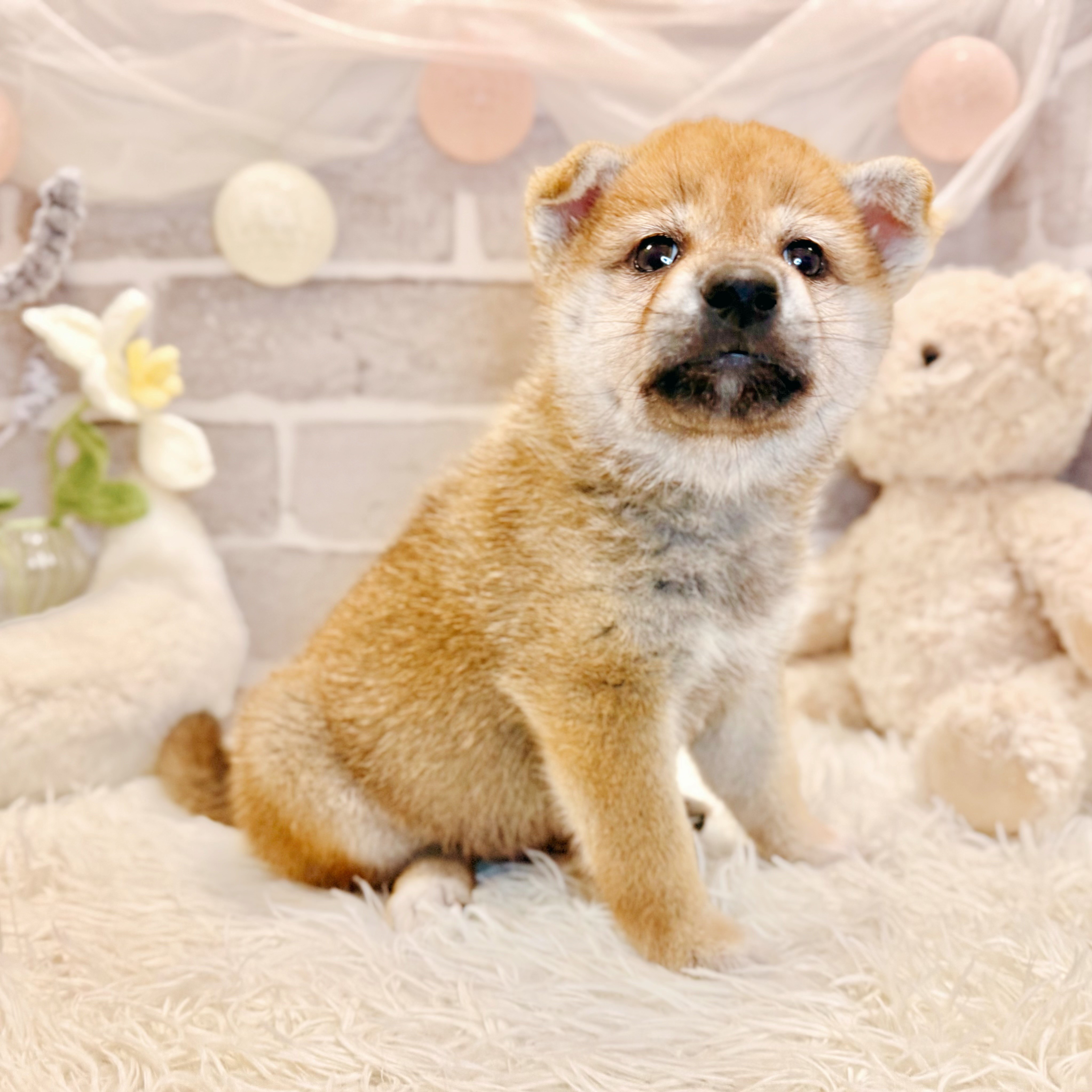 兵庫県の柴犬(標準サイズ) (犬の家＆猫の里神戸店/2026年5月15日生まれ/男の子/赤)の子犬の3枚目の画像