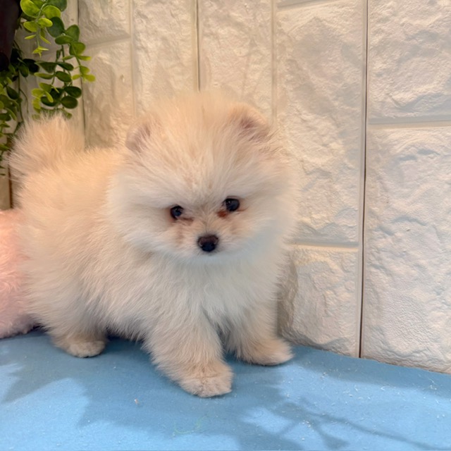 岡山県のポメラニアン (犬の家＆猫の里倉敷店/2026年5月16日生まれ/女の子/クリーム)の子犬の1枚目の画像