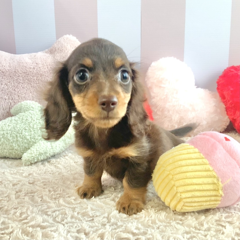 岡山県のミニチュアダックスフンド(ロング) (犬の家＆猫の里倉敷中庄店/2026年5月11日生まれ/女の子/チョコレートタン)の子犬の3枚目の画像