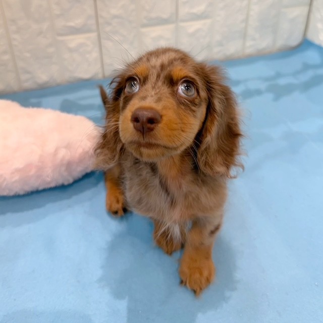 岡山県のミニチュアダックスフンド(ロング) (犬の家＆猫の里倉敷店/2026年5月11日生まれ/男の子/チョコレートダップル)の子犬の3枚目の画像