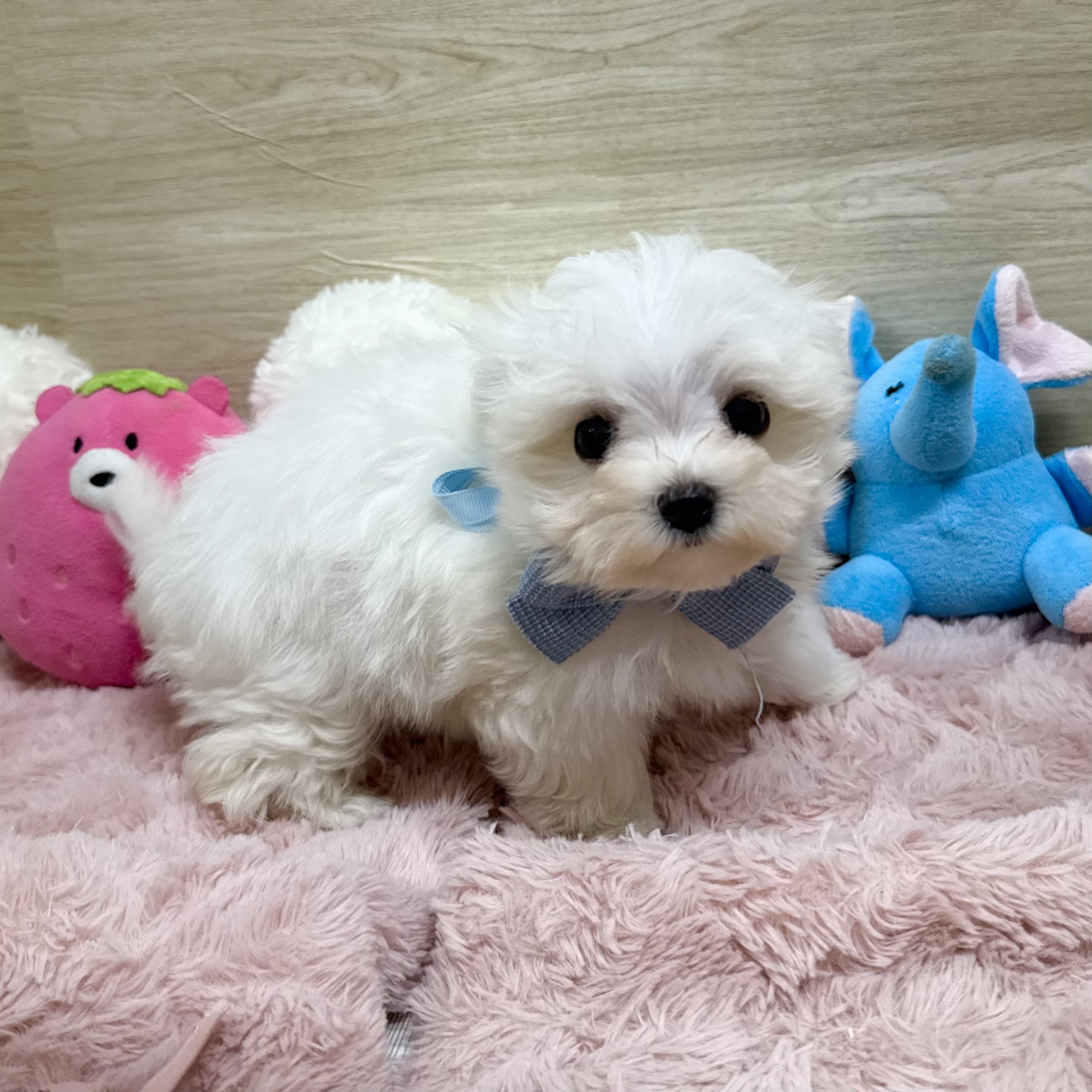大阪府のマルチーズ (犬の家＆猫の里そよら東岸和田店/2026年5月10日生まれ/女の子/ホワイト)の子犬の3枚目の画像