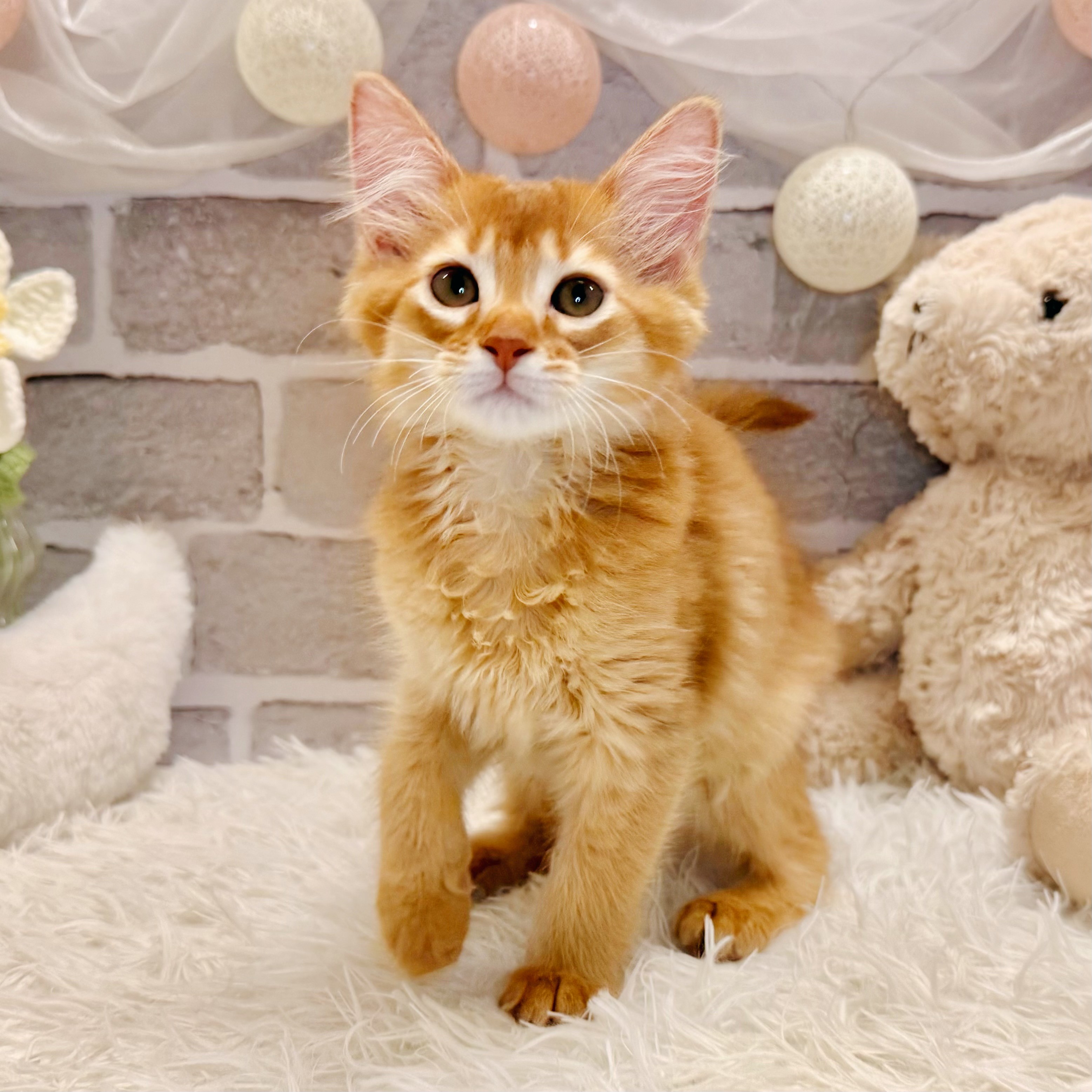 兵庫県のソマリ (犬の家＆猫の里神戸店/2026年5月12日生まれ/女の子/レッド)の子猫の3枚目の画像