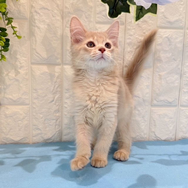 岡山県のソマリ (犬の家＆猫の里倉敷店/2026年5月12日生まれ/男の子/フォーン)の子猫の3枚目の画像