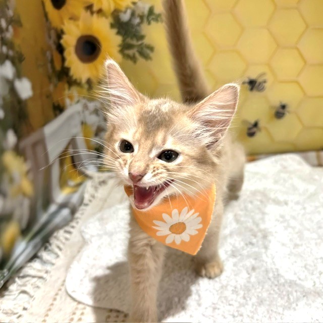 福岡県のソマリ (犬の家＆猫の里トリアス久山店/2026年5月12日生まれ/男の子/フォーン)の子猫の3枚目の画像