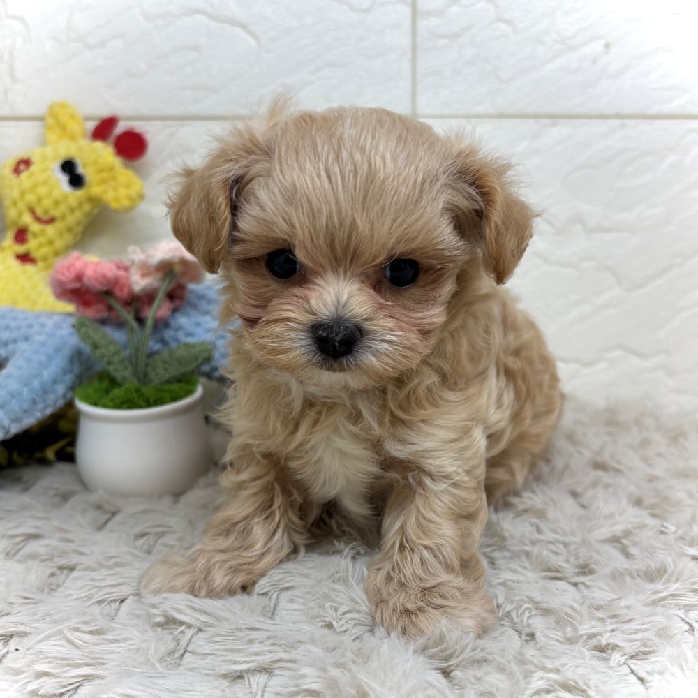 兵庫県のマルプー(マルチーズ×プードル) (犬の家＆猫の里ゆめタウン姫路店/2026年5月16日生まれ/男の子/アプリコット)の子犬の3枚目の画像