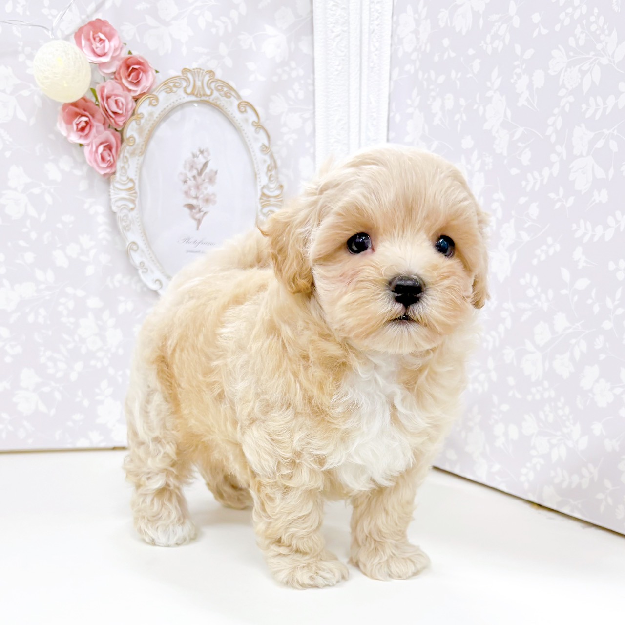 富山県のマルプー(マルチーズ×プードル) (犬の家＆猫の里アミーゴ高岡蓮花寺店/2026年5月16日生まれ/男の子/アプリコット)の子犬の3枚目の画像