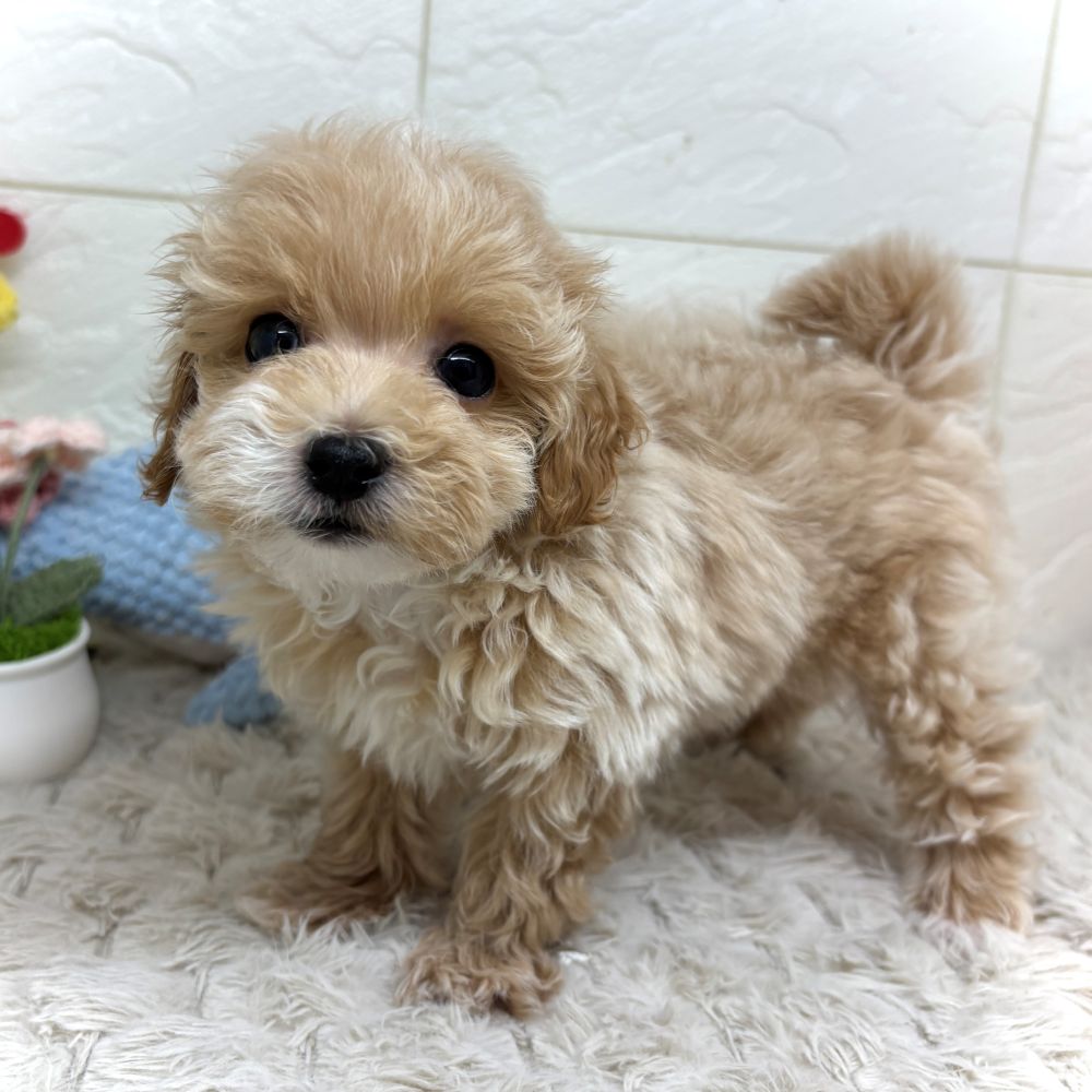 兵庫県のマルプー(マルチーズ×プードル) (犬の家＆猫の里ゆめタウン姫路店/2026年5月16日生まれ/男の子/クリーム)の子犬の1枚目の画像