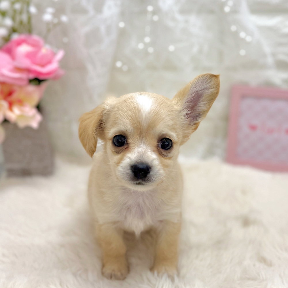 福井県のチワックス(チワワ×ダックス) (犬の家＆猫の里アミーゴ福井大和田店/2026年5月17日生まれ/女の子/クリームホワイト)の子犬の1枚目の画像