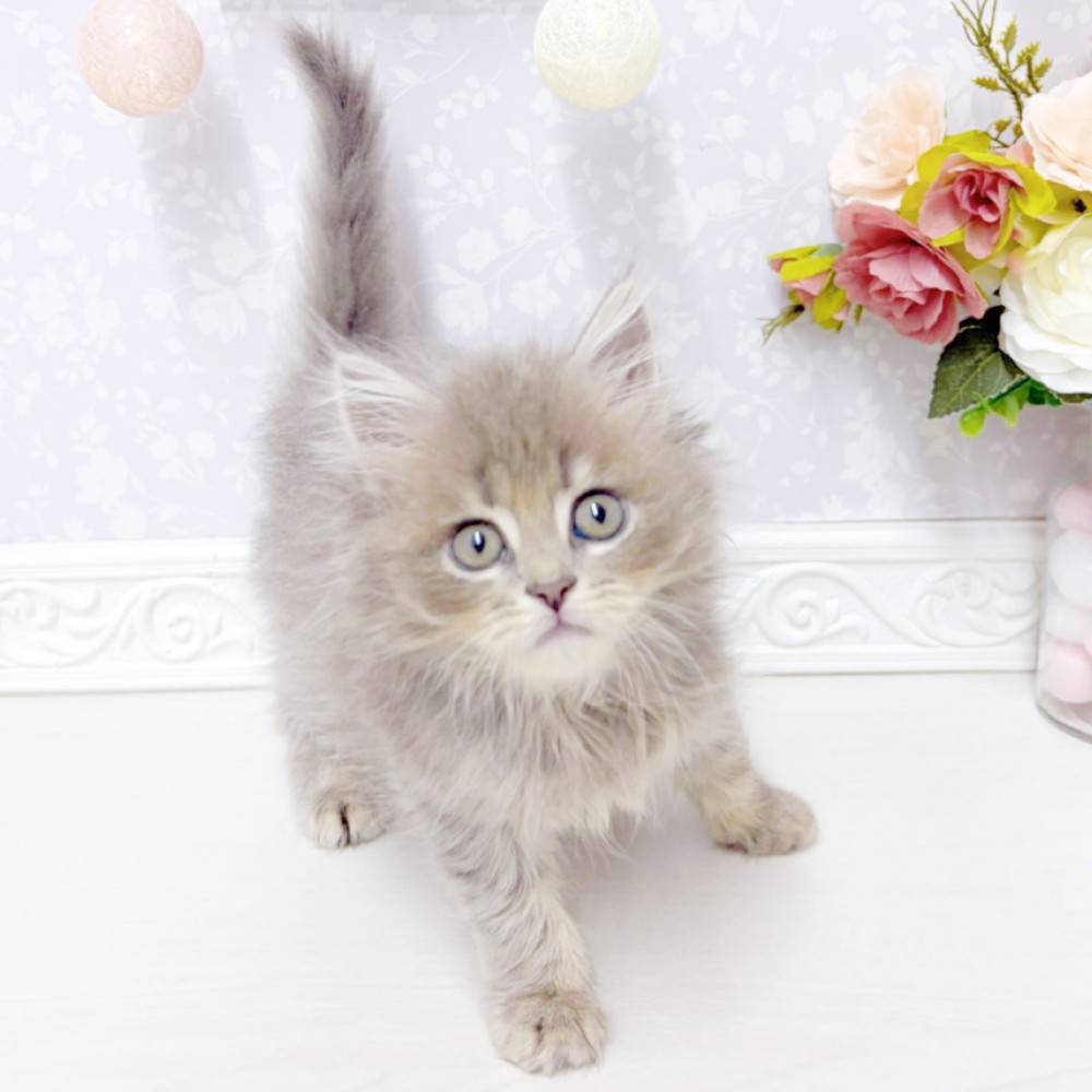 富山県のミヌエット (犬の家＆猫の里アミーゴ山室店/2026年5月15日生まれ/女の子/ブルータビー)の子猫の3枚目の画像