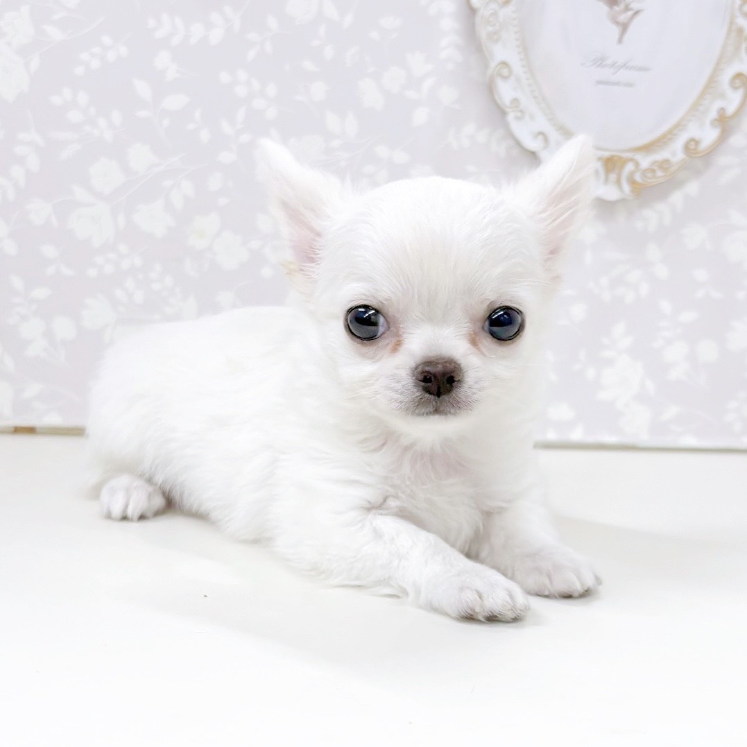 富山県のチワワ(ロング) (犬の家＆猫の里アミーゴ高岡蓮花寺店/2026年5月11日生まれ/男の子/クリーム)の子犬の3枚目の画像