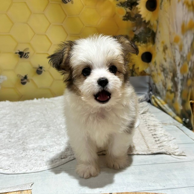 福岡県のハーフ犬・ミックス犬 (犬の家＆猫の里トリアス久山店/2026年5月15日生まれ/男の子/ホワイトレッド)の子犬の3枚目の画像