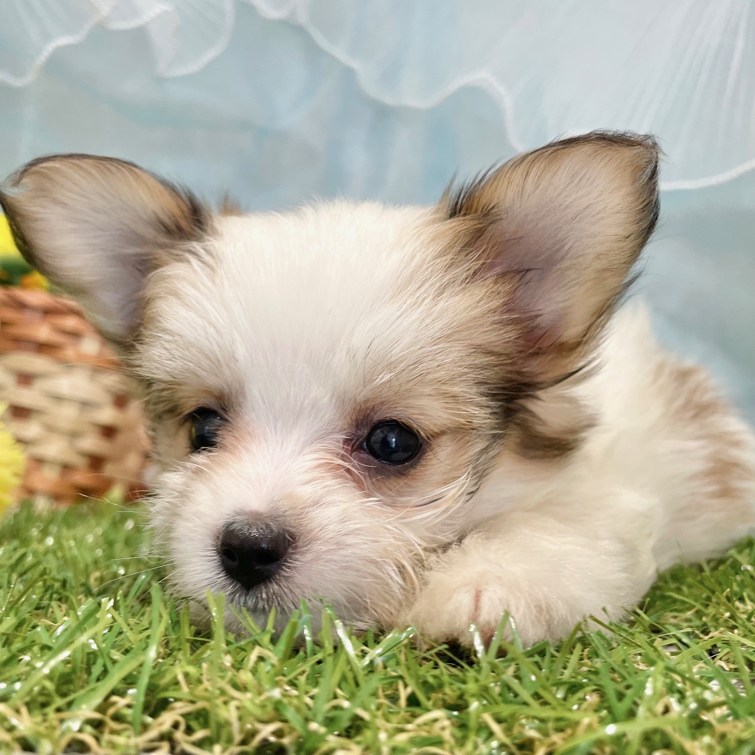 福岡県のハーフ犬・ミックス犬 (犬の家＆猫の里くりえいと宗像店/2026年5月15日生まれ/女の子/ホワイトレッド)の子犬の1枚目の画像