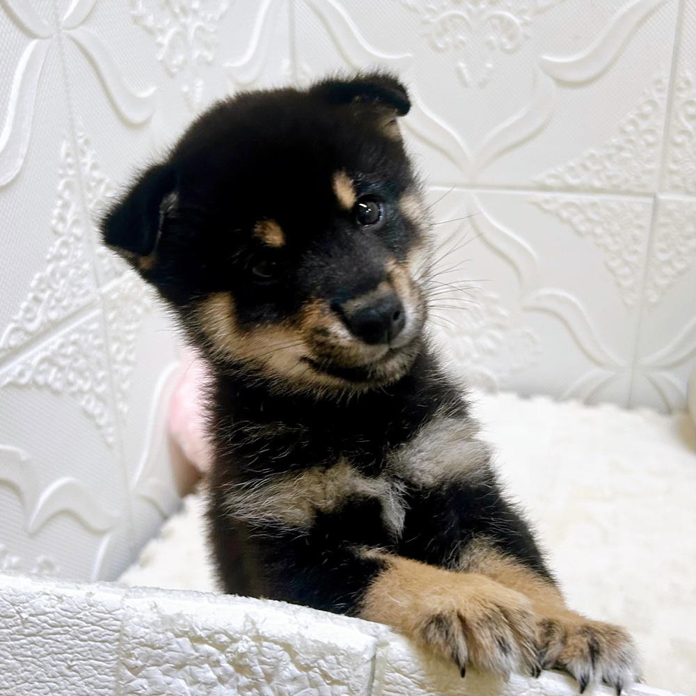 愛知県の豆柴 (犬の家＆猫の里岡崎店/2026年5月13日生まれ/男の子/黒)の子犬の3枚目の画像