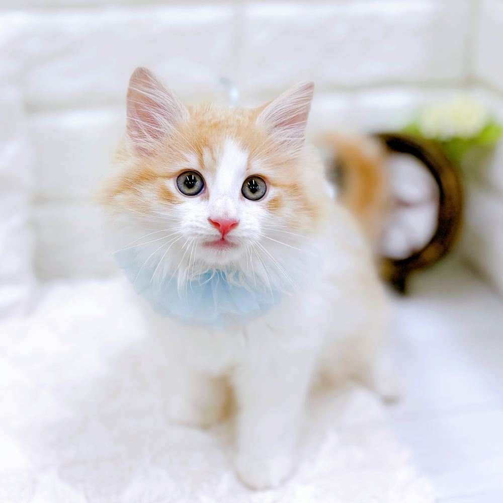 福井県のノルウェージャンフォレストキャット (犬の家＆猫の里アミーゴ福井店/2026年5月11日生まれ/男の子/クリームタビーホワイト)の子猫の3枚目の画像