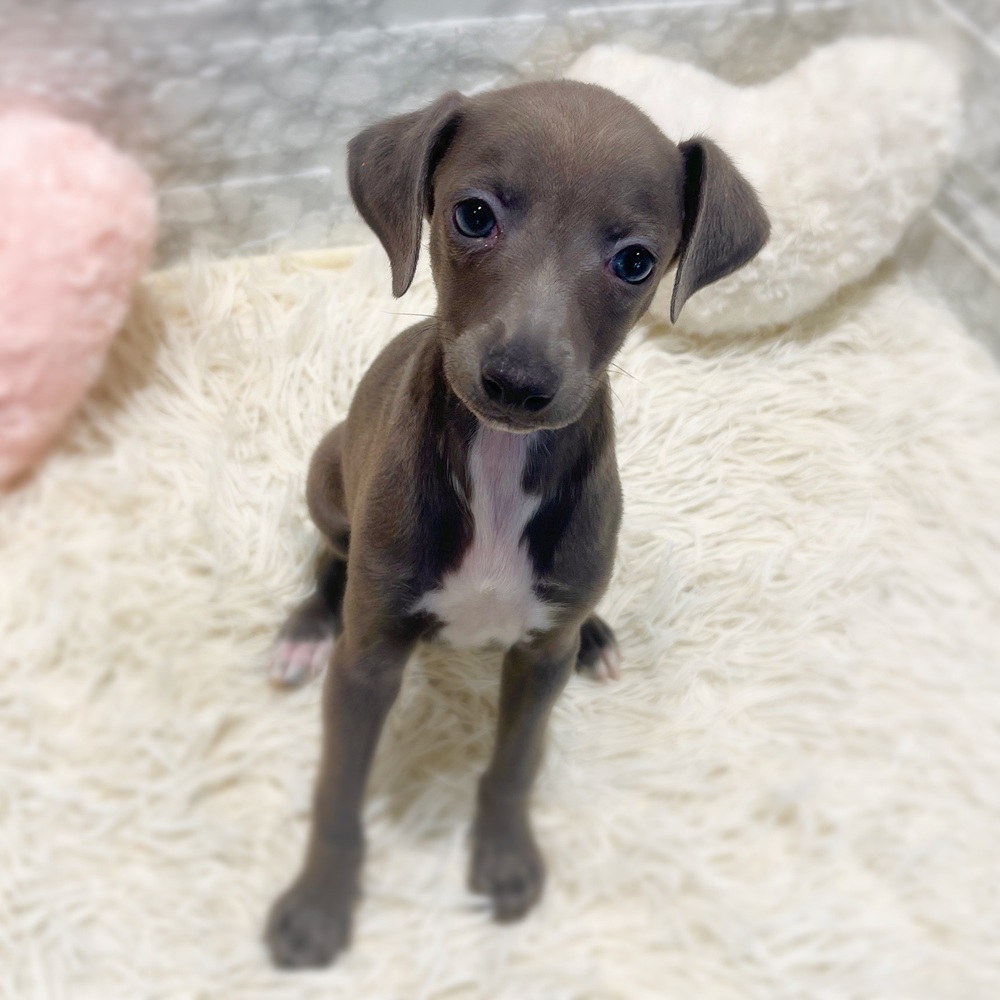愛知県のイタリアングレーハウンド (犬の家＆猫の里MiO香久山店/2026年5月16日生まれ/男の子/ブルー、ホワイトマーキング)の子犬の3枚目の画像