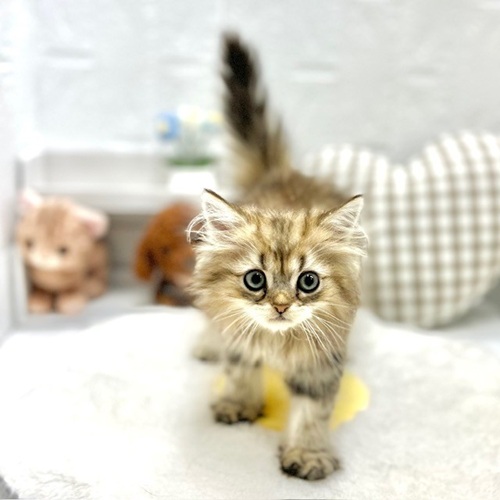愛知県のペルシャ (犬の家＆猫の里豊川インター店/2026年5月17日生まれ/男の子/チンチラゴールデン)の子猫の3枚目の画像