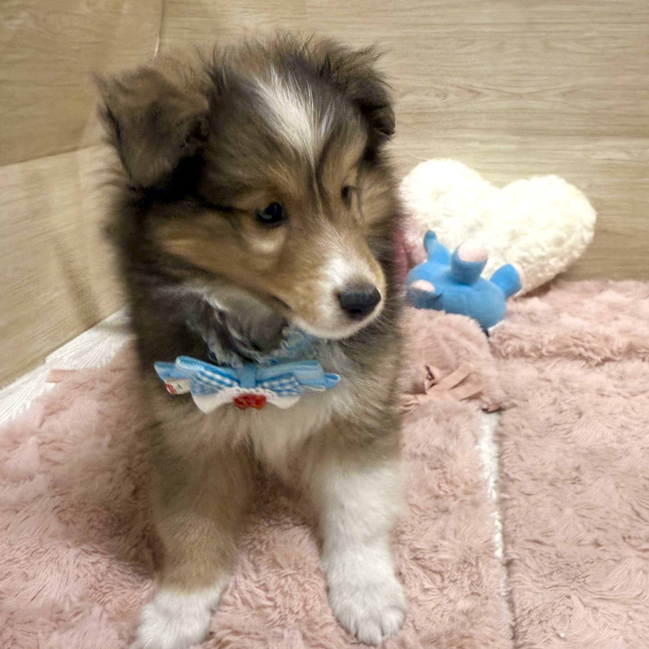 大阪府のシェットランドシープドッグ (犬の家＆猫の里そよら東岸和田店/2026年5月13日生まれ/男の子/セーブルホワイト)の子犬の3枚目の画像