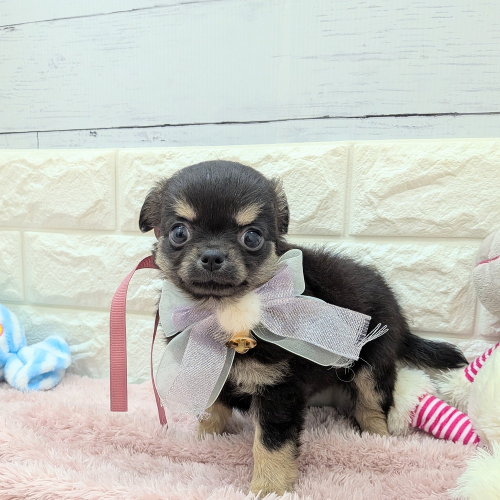 静岡県のチワワ(ロング) (犬の家＆猫の里アミーゴ浜松和田店/2026年5月18日生まれ/女の子/ブラックタン)の子犬の3枚目の画像