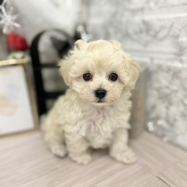 千葉県のマルプー(マルチーズ×プードル) (犬の家＆猫の里ワンズモール稲毛店/2026年5月18日生まれ/女の子/ホワイト)の子犬の1枚目の画像