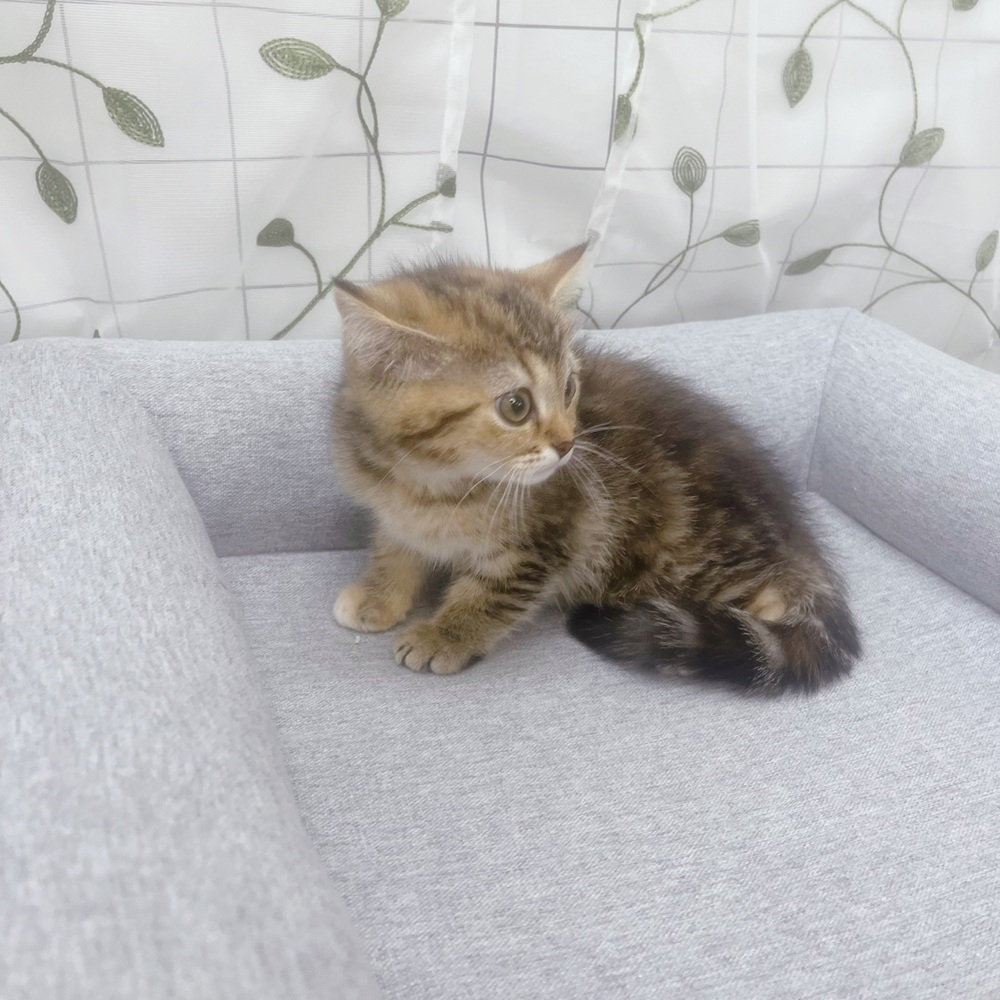 長野県のマンチカン (犬の家＆猫の里塩尻店/2026年5月13日生まれ/女の子/ブラウンタビー)の子猫の3枚目の画像