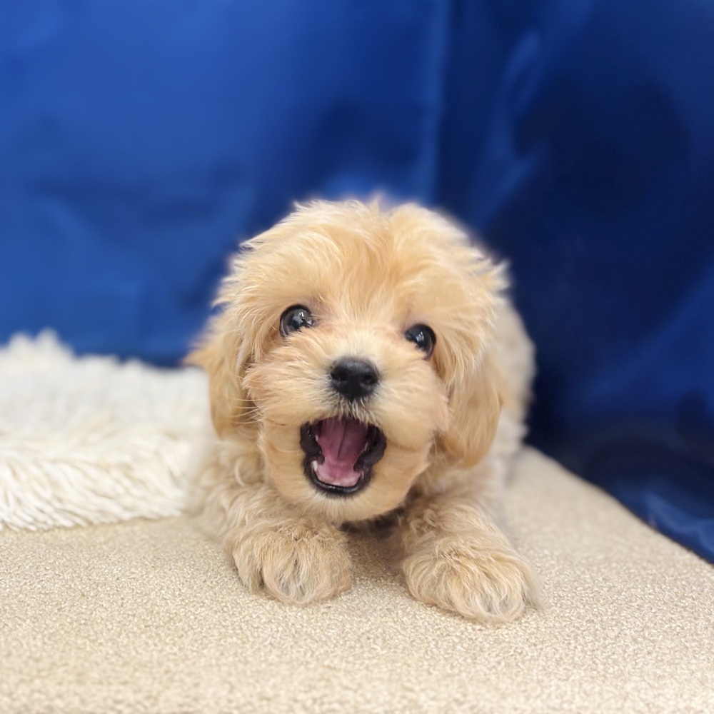 岐阜県のマルプー(マルチーズ×プードル) (犬の家＆猫の里中津川店/2026年5月18日生まれ/男の子/アプリコット)の子犬の3枚目の画像