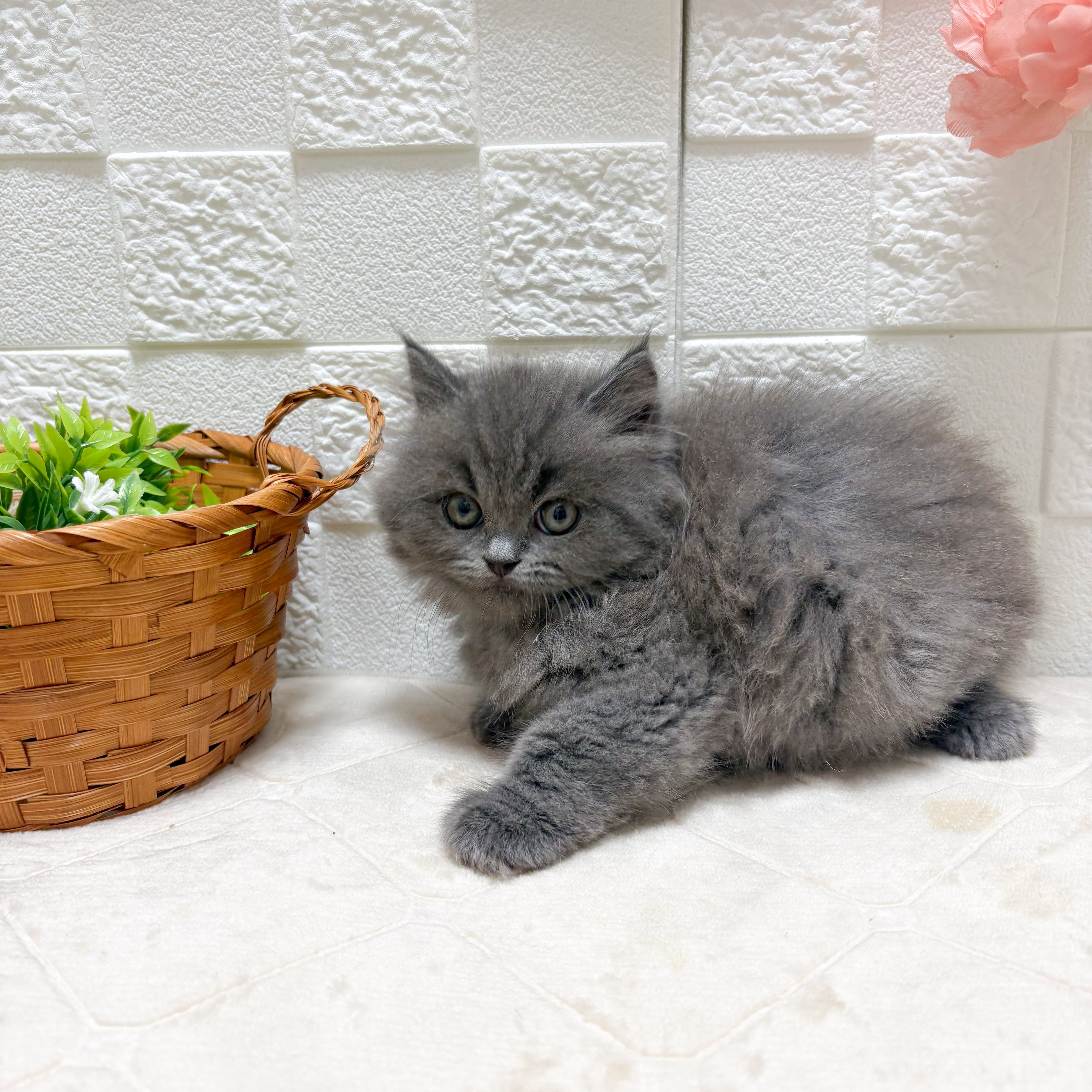 東京都のスコティッシュフォールド (犬の家＆猫の里ペットフォレスト小平店/2026年5月18日生まれ/男の子/ブルー)の子猫の1枚目の画像
