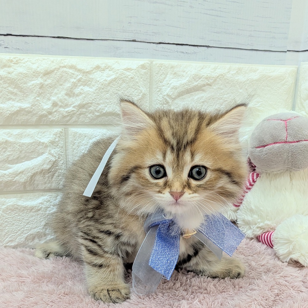 静岡県のミヌエット (犬の家＆猫の里アミーゴ浜松和田店/2026年5月15日生まれ/男の子/チンチラゴールデン)の子猫の3枚目の画像