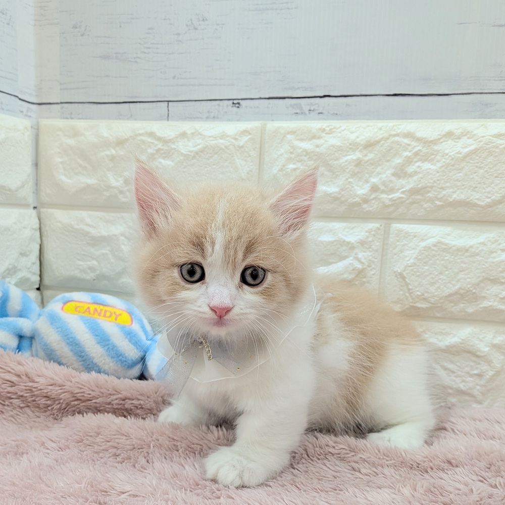 静岡県のマンチカン (犬の家＆猫の里アミーゴ浜松和田店/2026年5月14日生まれ/男の子/クリームタビーホワイト)の子猫の3枚目の画像
