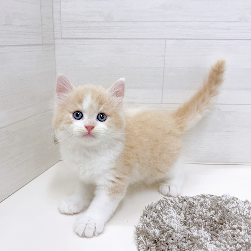 石川県のマンチカン (犬の家＆猫の里アミーゴ金沢おこばた店/2026年5月14日生まれ/男の子/クリームタビーホワイト)の子猫の3枚目の画像