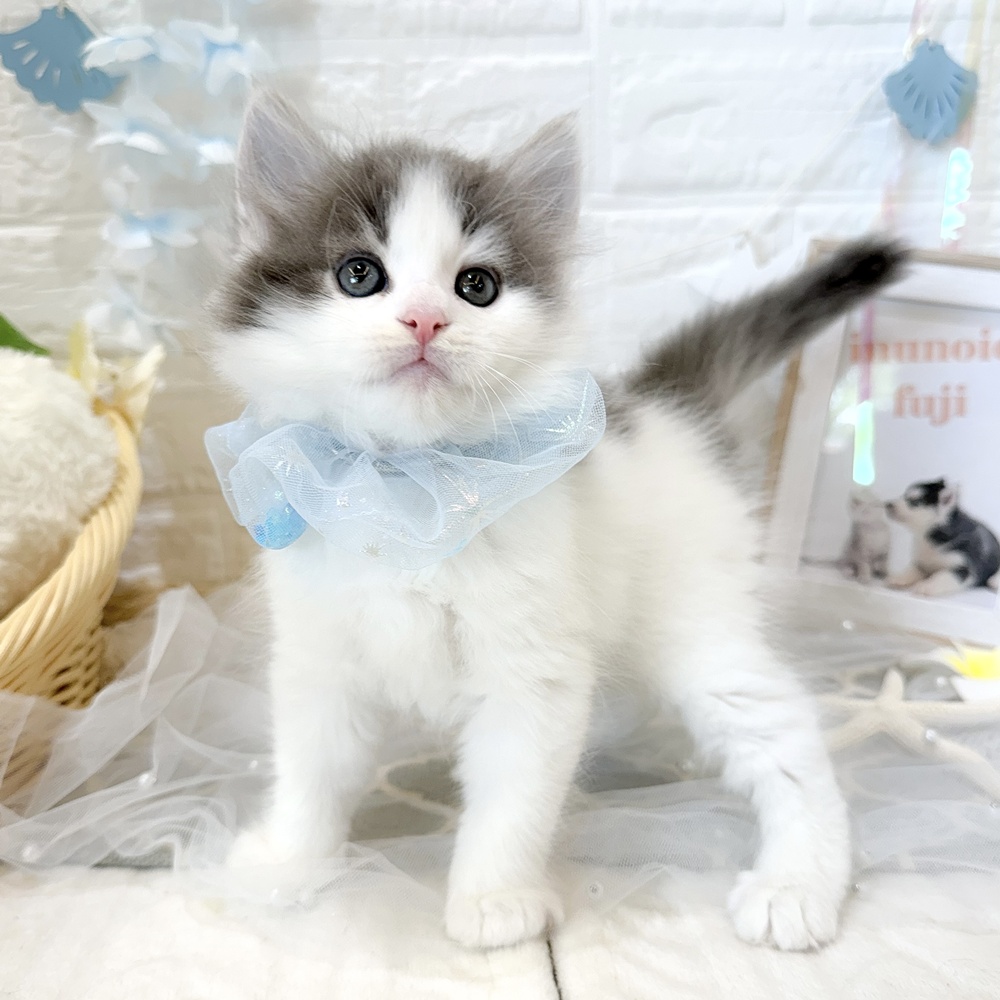 静岡県のマンチカン (犬の家＆猫の里富士店/2026年5月14日生まれ/男の子/ブルータビーホワイト)の子猫の3枚目の画像