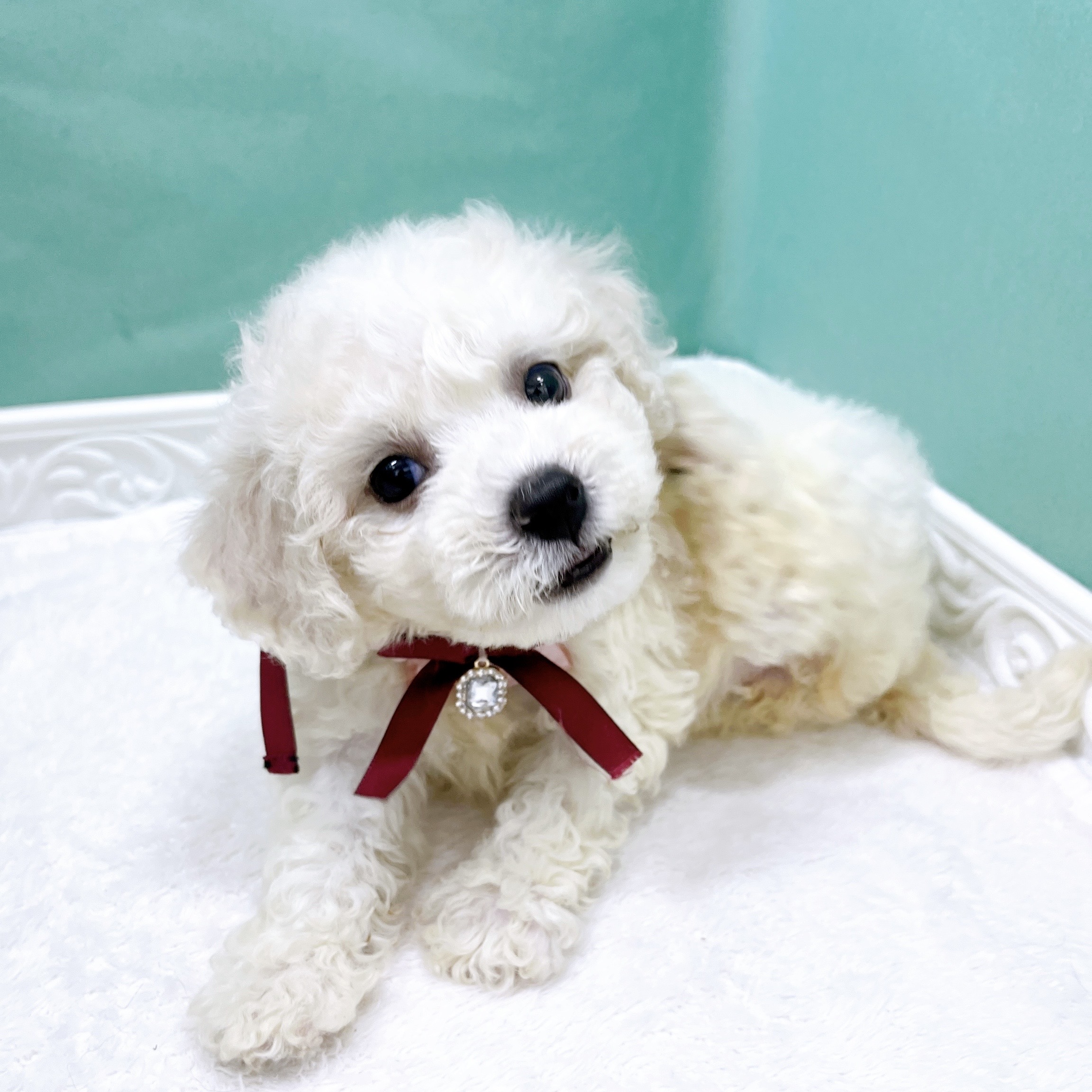 石川県のビションフリーゼ (犬の家＆猫の里アミーゴ金沢有松店/2026年5月18日生まれ/女の子/ホワイト)の子犬の3枚目の画像