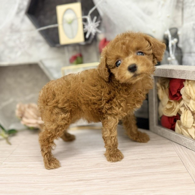 千葉県のトイプードル(トイ) (犬の家＆猫の里ワンズモール稲毛店/2026年5月19日生まれ/女の子/レッド)の子犬の3枚目の画像
