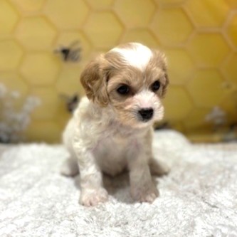 福岡県のハーフ犬・ミックス犬 (犬の家＆猫の里トリアス久山店/2026年5月19日生まれ/女の子/レッドホワイト)の子犬の3枚目の画像