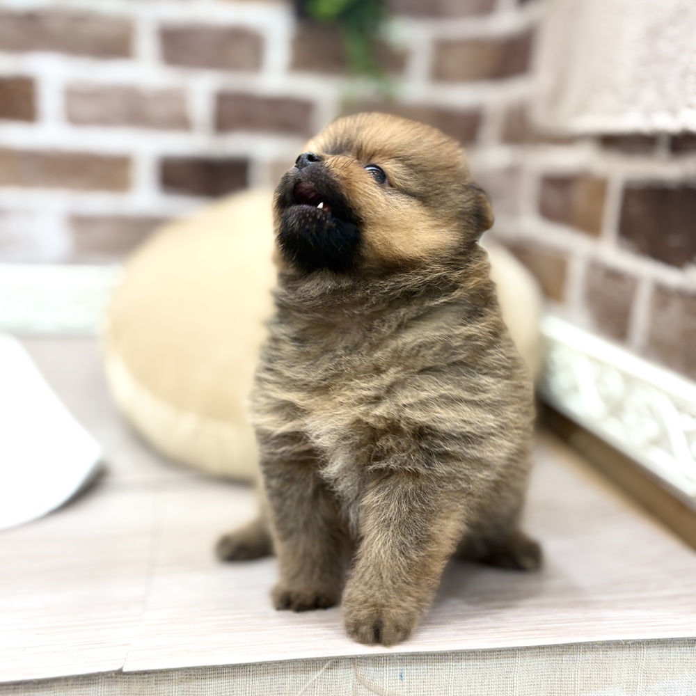 三重県のポメラニアン (犬の家＆猫の里三重桑名店/2026年5月18日生まれ/男の子/オレンジ)の子犬の3枚目の画像