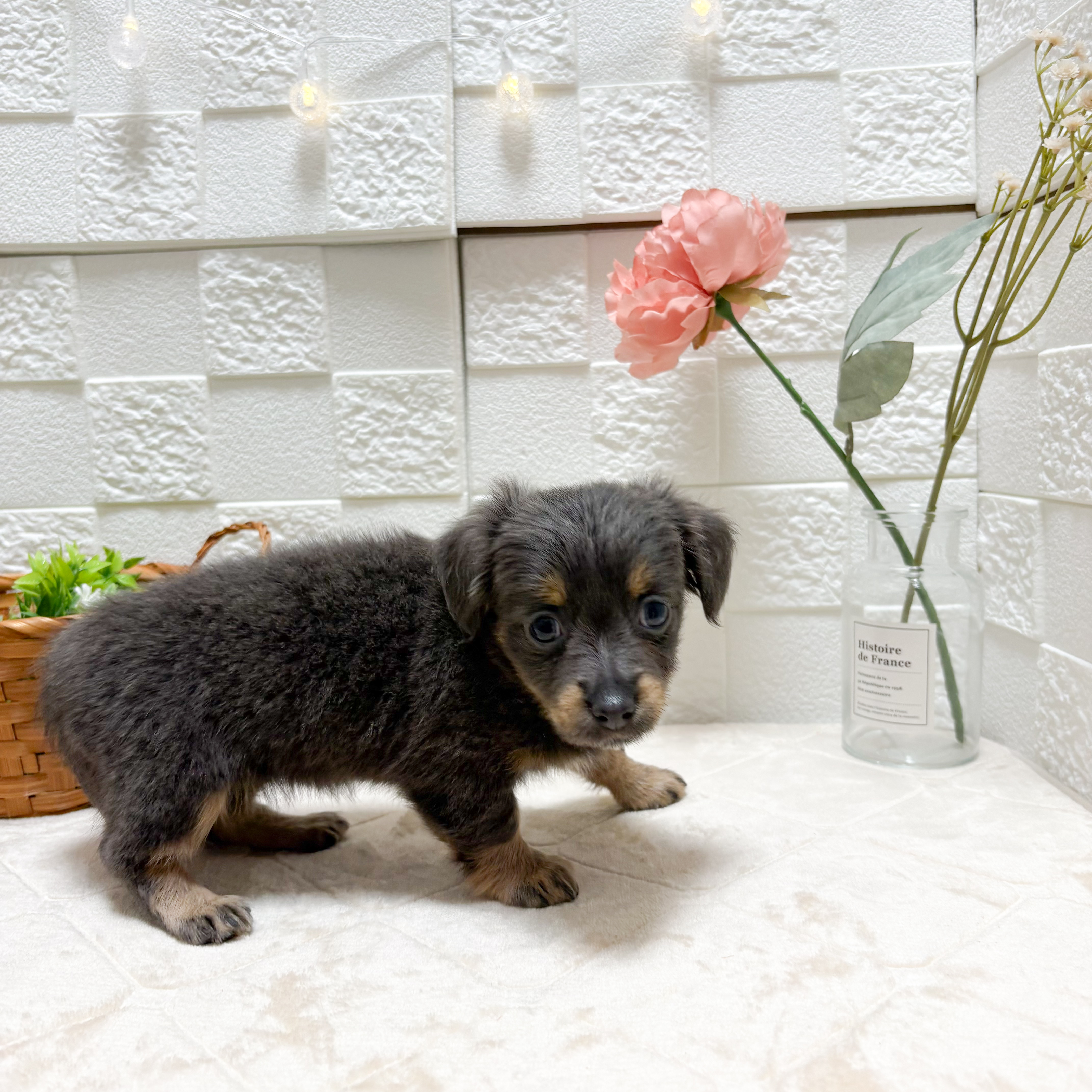 東京都のチワックス(チワワ×ダックス) (犬の家＆猫の里ペットフォレスト小平店/2026年5月19日生まれ/女の子/ブルータン)の子犬の3枚目の画像