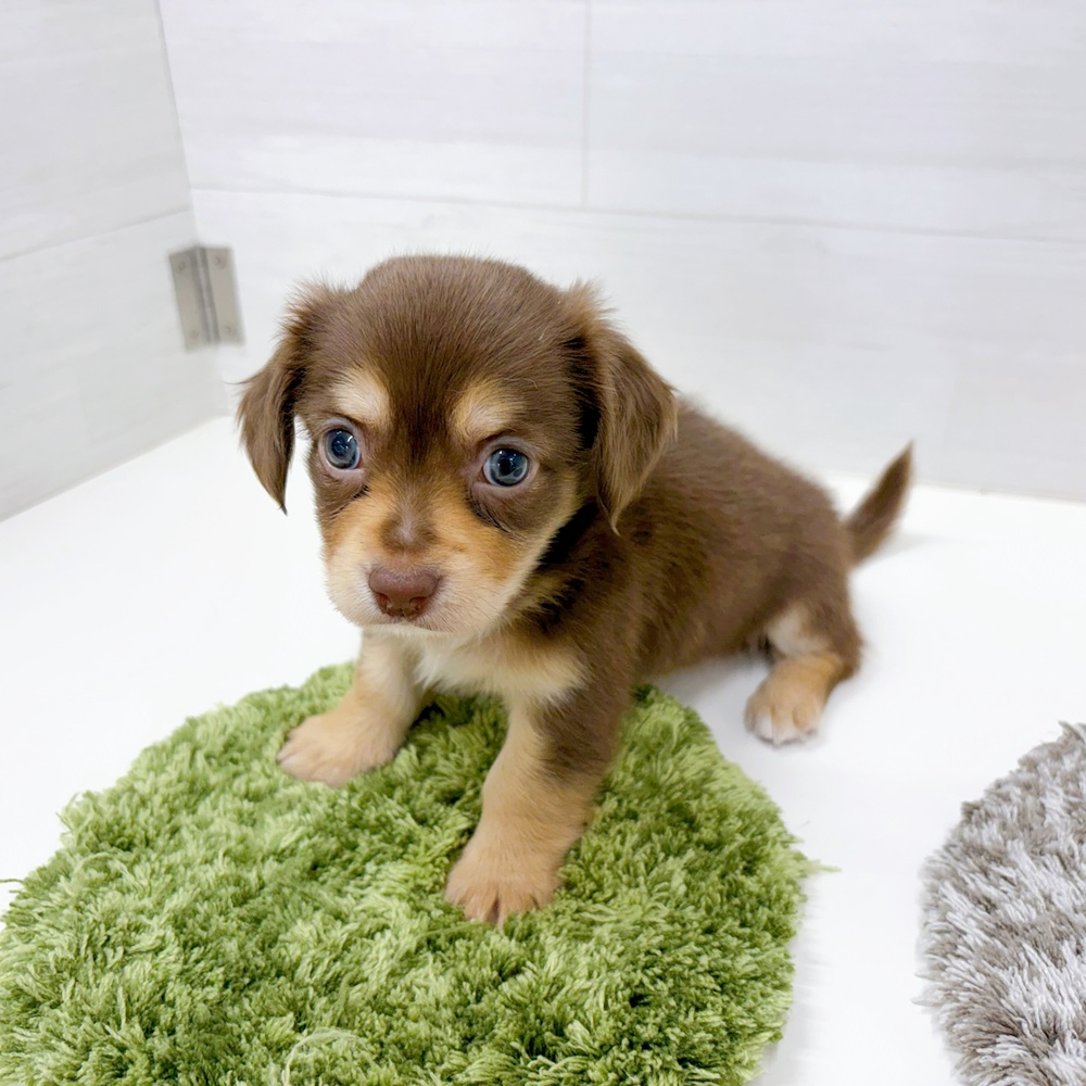 石川県のチワックス(チワワ×ダックス) (犬の家＆猫の里アミーゴ金沢おこばた店/2026年5月19日生まれ/女の子/チョコレートタン)の子犬の3枚目の画像