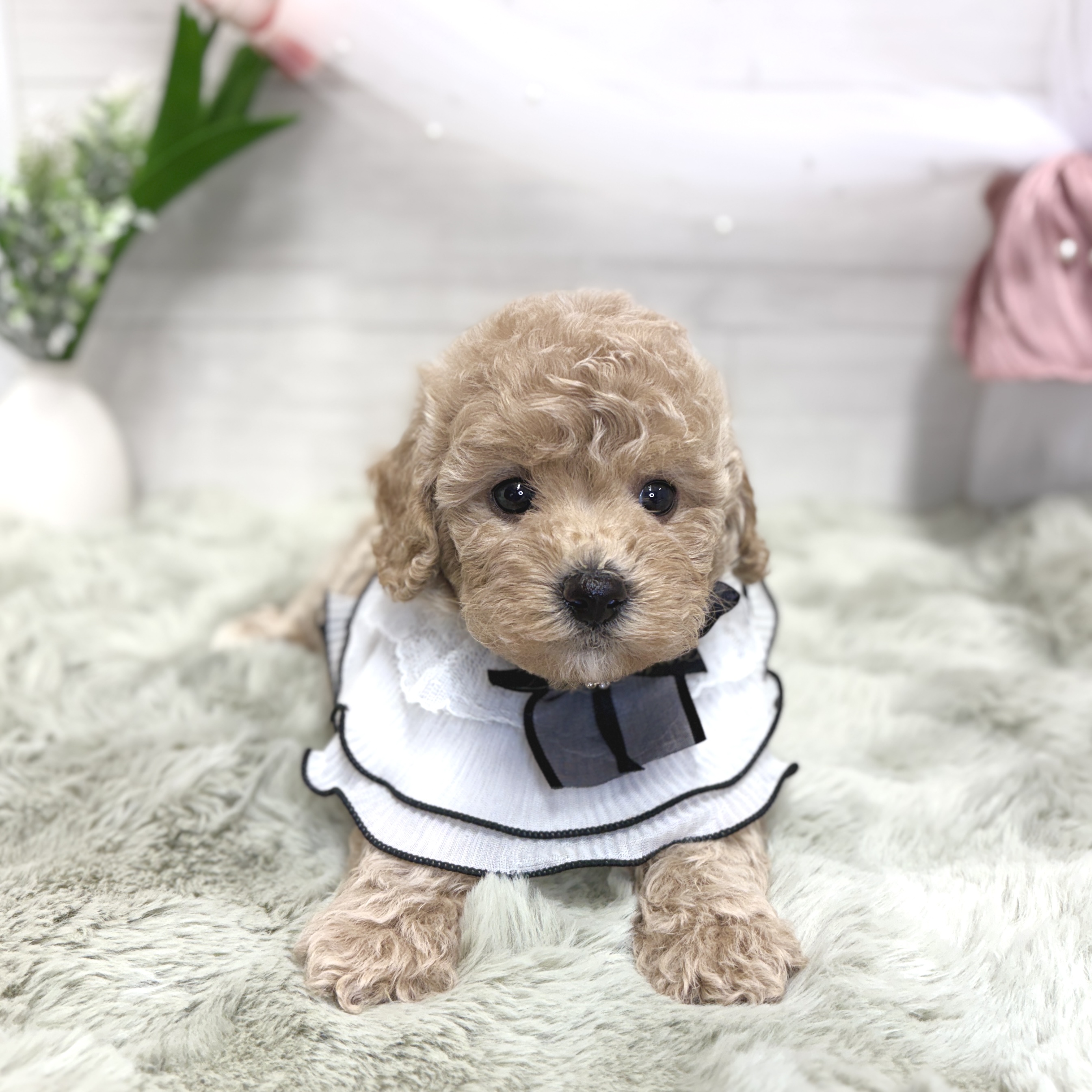 神奈川県のビションプー(ビションフリーゼ×プードル) (犬の家＆猫の里相模原店/2026年5月18日生まれ/女の子/アプリコット)の子犬の3枚目の画像