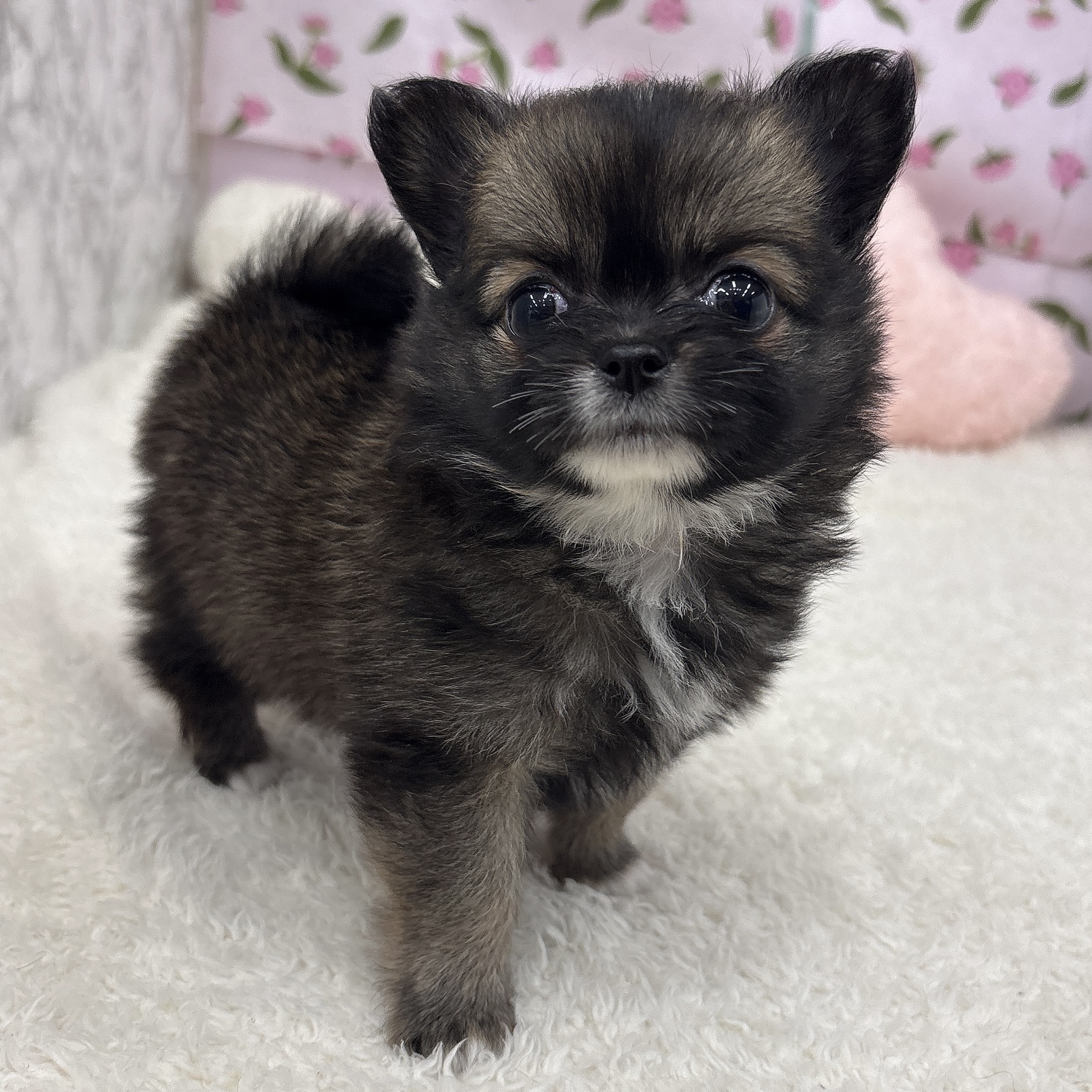 愛知県のポメチワ/チワポメ/ポメチー(ポメラニアン×チワワ) (犬の家＆猫の里エアポートウォーク店/2026年5月19日生まれ/女の子/オレンジセーブル)の子犬の3枚目の画像