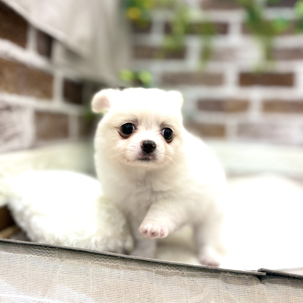 三重県のポメチワ/チワポメ/ポメチー(ポメラニアン×チワワ) (犬の家＆猫の里三重桑名店/2026年5月19日生まれ/男の子/クリームホワイト)の子犬の1枚目の画像