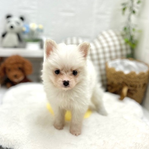 愛知県のポメチワ/チワポメ/ポメチー(ポメラニアン×チワワ) (犬の家＆猫の里豊川インター店/2026年5月19日生まれ/女の子/ホワイトクリーム)の子犬の3枚目の画像