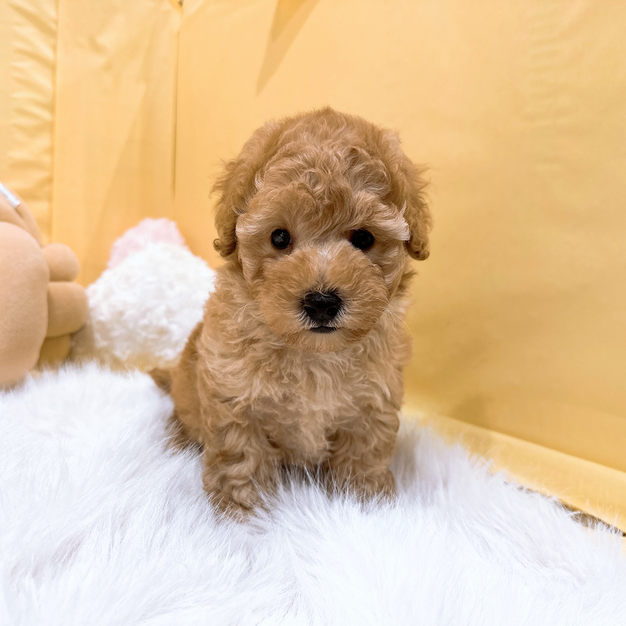 神奈川県のトイプードル(トイ) (犬の家＆猫の里元住吉ブレーメン通り店/2026年5月19日生まれ/男の子/アプリコット)の子犬の3枚目の画像